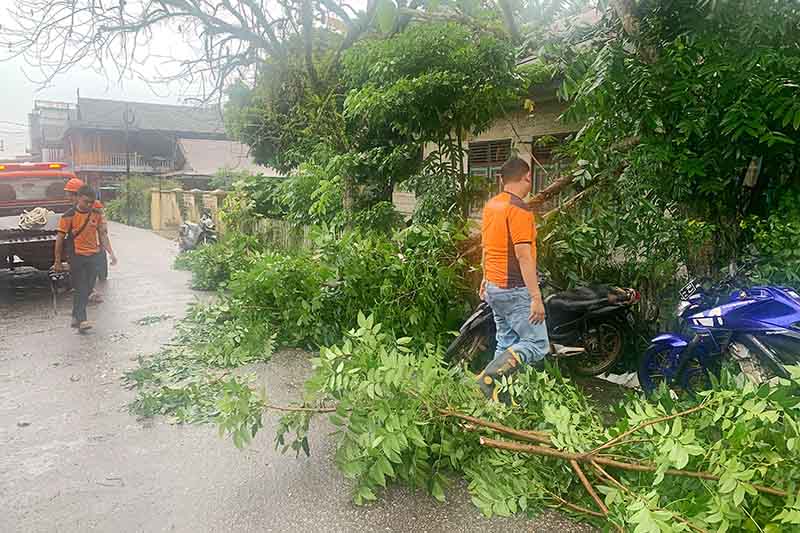 BPBD Lamandau Evakuasi Pohon Tumbang