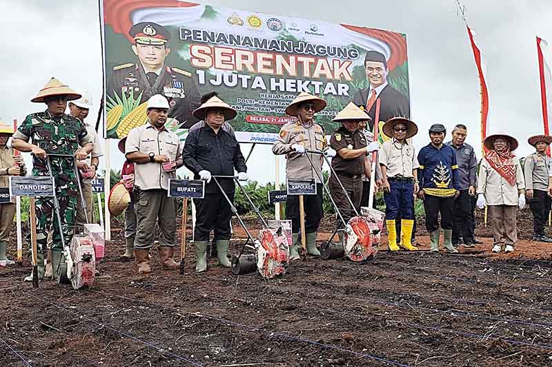 Pemkab Kotim Laksanakan Tanam Jagung Serentak