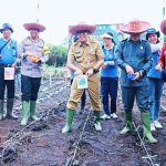 Pemkab Upayakan Peningkatan Skala Penanaman Jagung