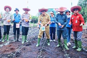 Pemkab Upayakan Peningkatan Skala Penanaman Jagung