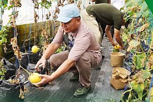 Demplot Kehutanan Dukung Ketahanan Pangan 