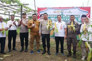Plh Sekda Sukamara Lakukan Panen Raya Jagung Serentak
