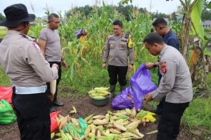 Kapolres Pulang Pisau Panen Perdana Jagung Manis