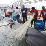 Panen Udang Vaname Hasilkan 4.2 Ton di Siklus Kedua