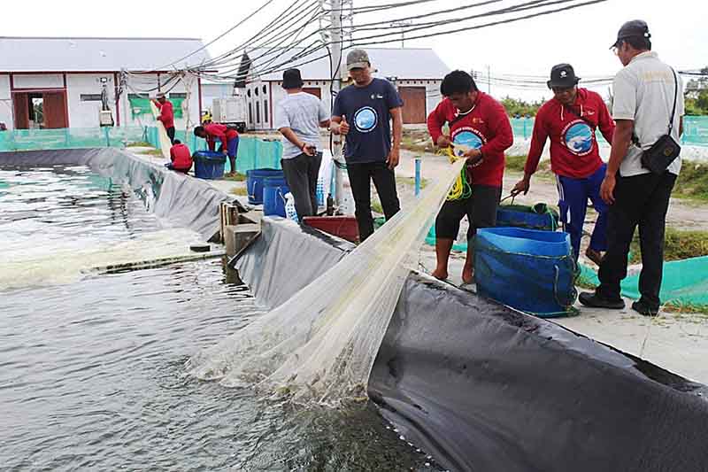 Panen Udang Vaname Hasilkan 4.2 Ton di Siklus Kedua