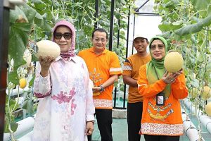 Produksi Melon Berkualitas Melalui Budidaya Hidroponik