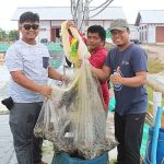 Produksi Udang Vaname Kembangkan Ekspor