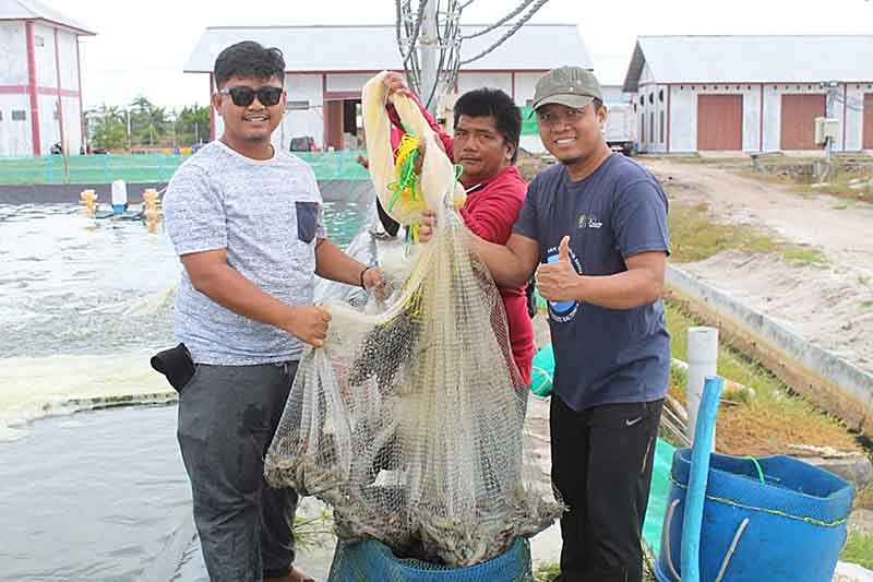 Produksi Udang Vaname Kembangkan Ekspor