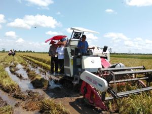 Produktivitas Padi Kalteng 6,5 Ton Per Hektare