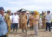 Serangan Hama dan Banjir Sebabkan Panen Tak Maksimal
