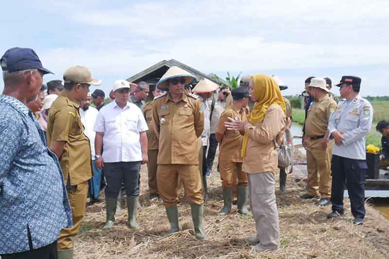 Serangan Hama dan Banjir Sebabkan Panen Tak Maksimal