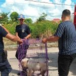 Tak Tebang Pilih Laporan DPKP Evakuasi Anjing Sakit ke Klinik Hewan