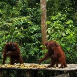Taman Nasional Tanjung Puting