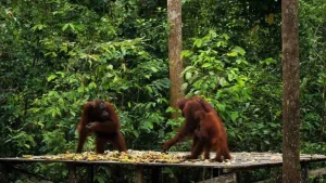 10 Tempat Wisata di Kalimantan Tengah yang Populer