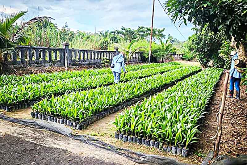UPT BP3B Berkomitmen Tingkatkan Ketersediaan Benih Sawit Unggul 