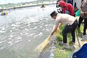 Udang Vaname Berpotensi Besar Dongkrak Perekonomian Daerah