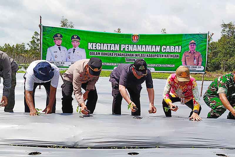 Pemkab Laksanakan Penanaman Cabai Guna Kendalikan Inflasi 