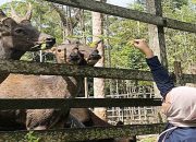 Penangkaran Bukit Hibul, Tempat Satwa Endemik Lamandau Terlindungi  