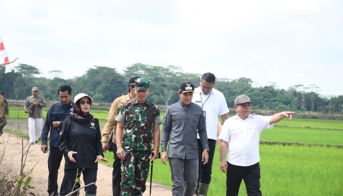 Petani Sebangau Kuala Terancam Gagal Panen