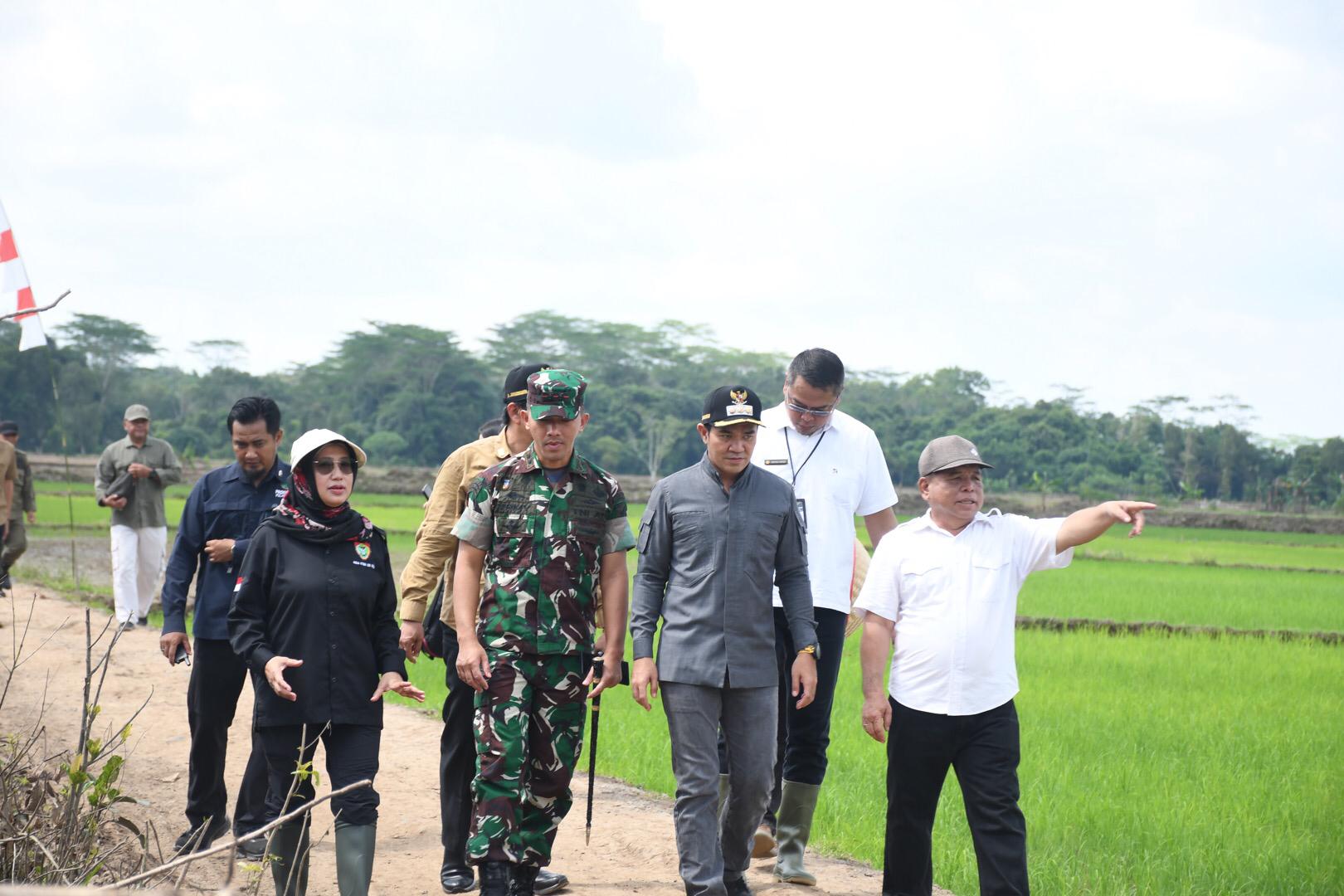 Petani Sebangau Kuala Terancam Gagal Panen