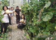 Poktan Kulat Laok Nikmati Panen Melon Kedua di Screen House