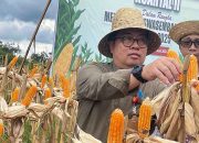 Distan Targetkan Puluhan Hektare Lahan Jagung