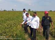 Warga Minta Jalan Darat, Berharap Gubernur Hadir Panen Raya
