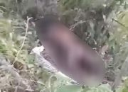 Lansia Meregang Nyawa di Kebun Sawit, Keluarga Ikhlas