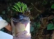 Geger, Batang Pohon Pisang Bekas Bantal Jenazah Tiba-Tiba Berbuah