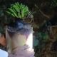 Warga Madura Geger, Batang Pohon Pisang Bekas Bantal Jenazah Tiba-Tiba Berbuah