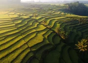 Prediksi Produksi Beras Indonesia Tembus 35,6 Juta Ton