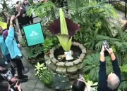 Bunga Bangkai Langka Asal Sumatra Indonesia Mekar di San Francisco