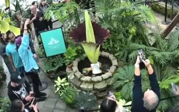 Bunga Bangkai Langka Asal Sumatra Indonesia Mekar di San Francisco