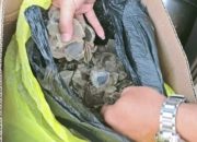 Tim Gabungan Gagalkan Penyelundupan 4 Kg Sisik Trenggiling