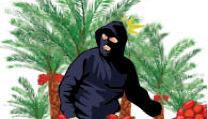 Marak Pencurian Sawit di Lamandau, Warga Diminta Tak Main Hakim Sendiri