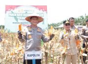 Panen Raya Jagung Kuartal III di Desa Anjir
