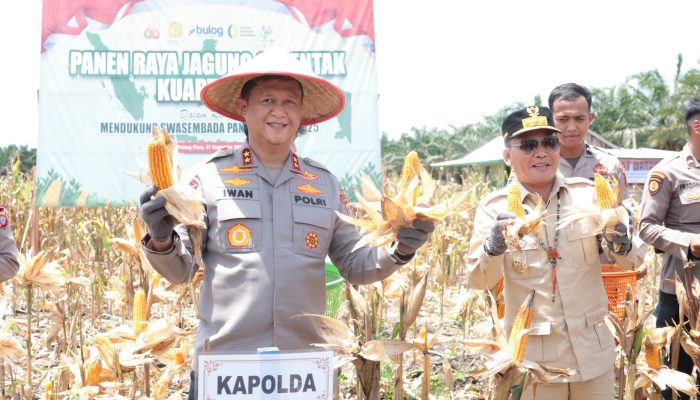 Panen Raya Jagung Kuartal III di Desa Anjir
