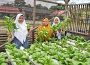 Dari Tambang Emas Ilegal ke Ketahanan Pangan