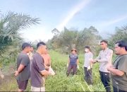 Warga Temukan Tulang Manusia di Kebun Sawit