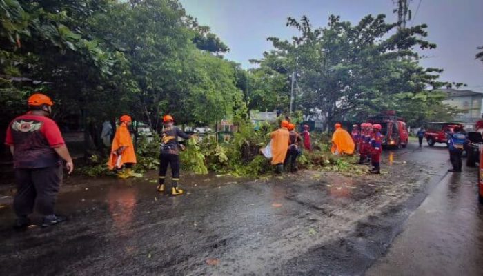 Cuaca Ekstrem di Palangka Raya, 6 Pohon Tumbang