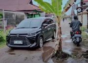 Warga Tanam Pohon Pisang di Tengah Jalan