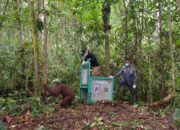 Awal Kehidupan Baru Orang Utan di Habitatnya