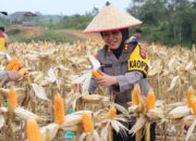 Polres Gumas Panen Jagung Hibrida, Empat Ton Hasilkan Harapan Ketahanan Pangan