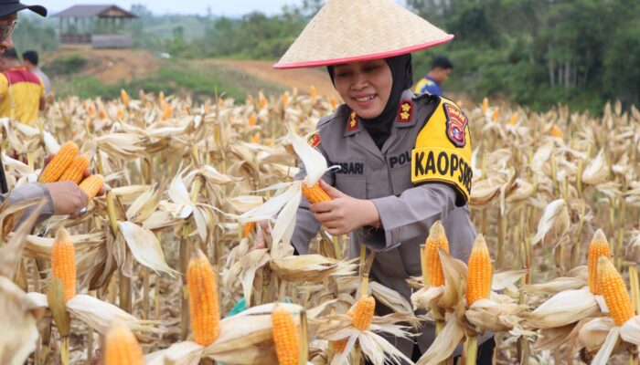 Polres Gumas Panen Jagung Hibrida, Empat Ton Hasilkan Harapan Ketahanan Pangan