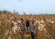 Polsek Manuhing dan Petani Panen 8 Ton Jagung, Dukung Program Pangan Pemerintah