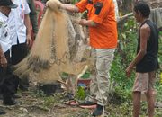 Panen Perdana Ikan Nila BUMDes Unru Nyingkai