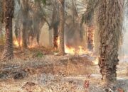 Lahan Sawit PT STP-1 Wilmar Grup Terbakar, Pemukiman Warga Dikepung Asap Karhutla